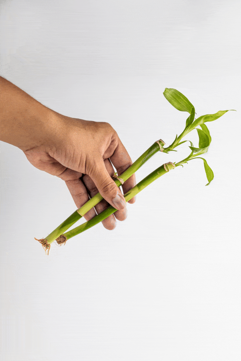 Bambu – fibras naturais